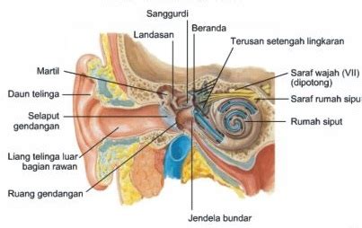 Bagian Bagian Telinga Dan Fungsinya DosenBiologi