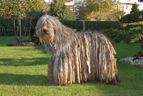 Storia Del Pastore Bergamasco Museo Del Cane New