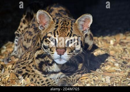 El margay Leopardus wiedii es un pequeño gato salvaje nativo de