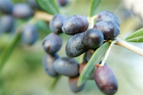 The fruit of the olive tree 27093516 Stock Photo at Vecteezy