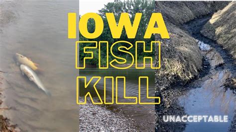 UNACCEPTABLE Iowa Fish Kill 750 000 Fish DEAD Nishnabotna River