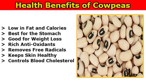 Health Benefits Of Cowpeas Chawli Khaiye Aur Sehat Banaiye