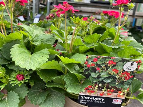 Strawberry Summer Breeze Red Rose In 1 5L Pot Merryhatton Garden Centre