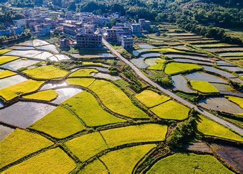 江西赣州：稻谷金黄田园美 山水乡村景如画手机新浪网