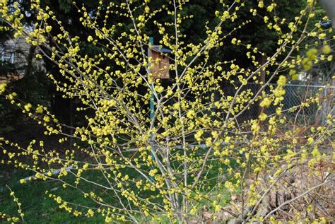 Common Spicebush Male Flower Display Heavier Than Female