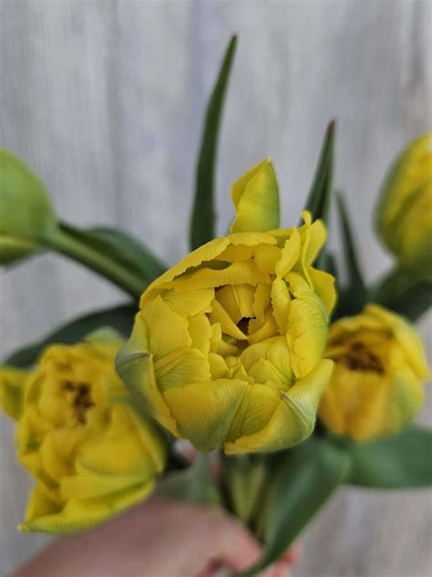 Tulip, Marie Jo by Roots 'n Blooms - Michigan Flower Barn