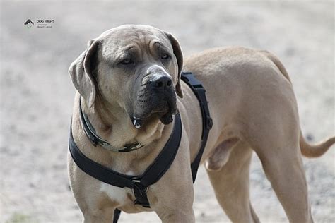 Ist Aggressionsverhalten Beim Hund Normal Und Wie Erkennt Man Es