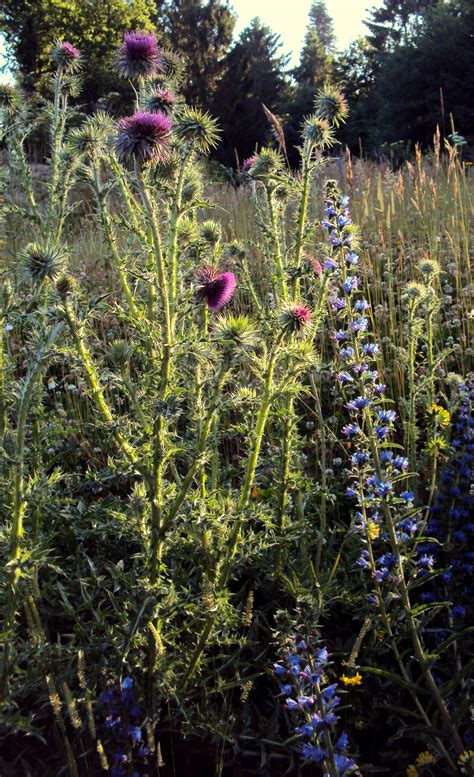 Inheemse Plant Knikkend Nagelkruid Geum Rivale Artofit