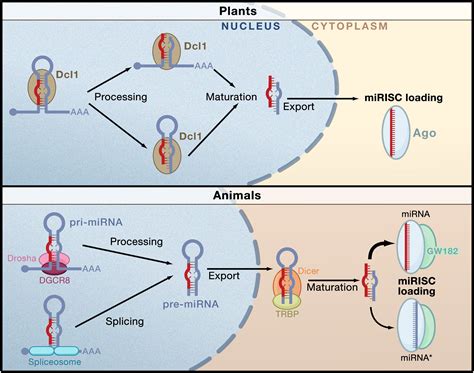 Origins And Mechanisms Of Mirnas And Sirnas Cell