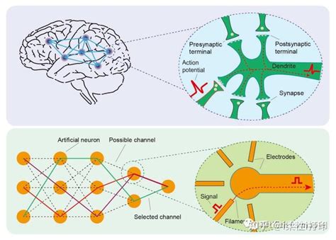 用于神经形态计算的可重构 VO2突触电子器件的量子成像 知乎