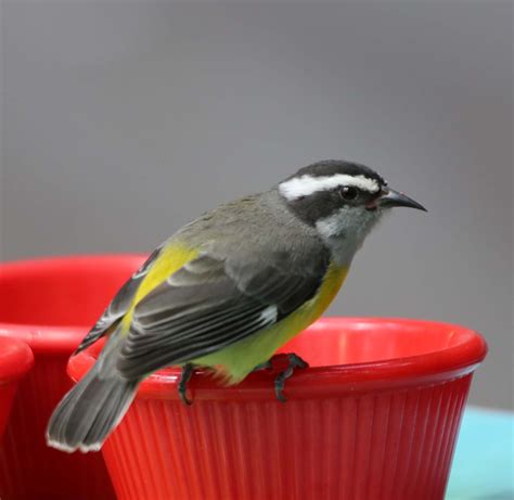 Pictures and information on Bananaquit