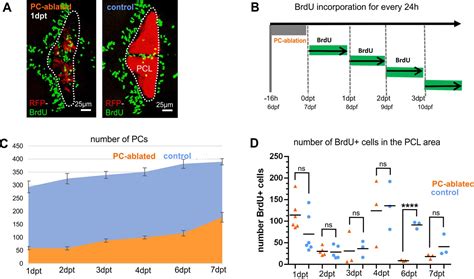 Figures And Data In Lifelong Regeneration Of Cerebellar Purkinje Cells