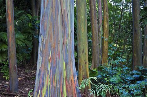 The 14 Tallest Trees In The World (& Where To See Them)