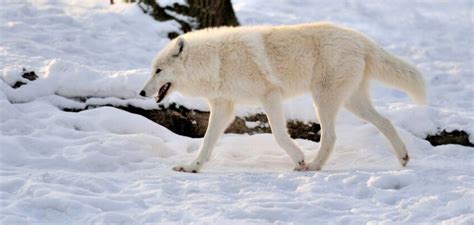 Wilk Polarny Canis Lupus Arctos Poznaj Jego Zwyczaje Zwierzaki