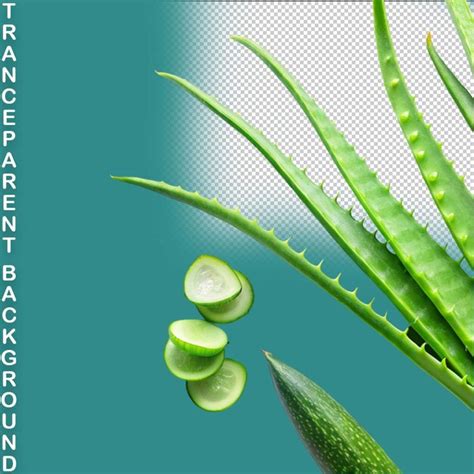 Premium Psd Aloe Vera Png Isolated On Transparent Background