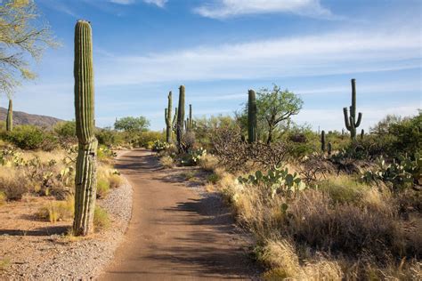 Amazing Things To Do In Saguaro National Park Artofit