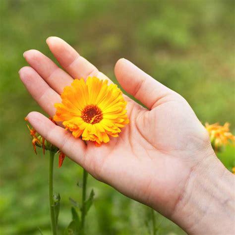 Calendula Oil Calendula Carrier Oil Absolute Aromas