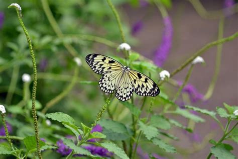 THE BUTTERFLY HOUSE - 274 Photos & 96 Reviews - Botanical Gardens - 15193 Olive Blvd ...