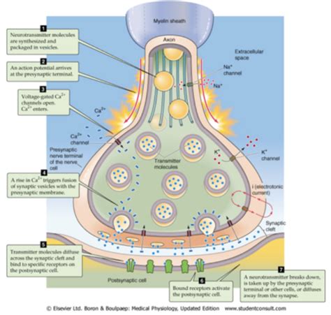 Lecture 9 Synapse Flashcards Quizlet