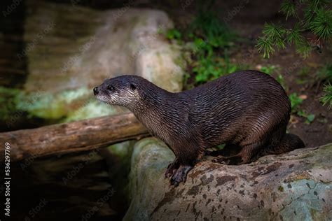 The North American river otter (Lontra canadensis), also known as the ...