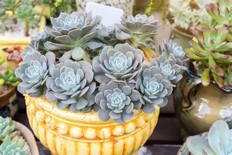 Succulents for the Desert Interiors - Plantscapers