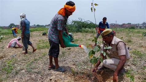 In Pics Indians Plant 250 Million Saplings As Part Of Mass Tree