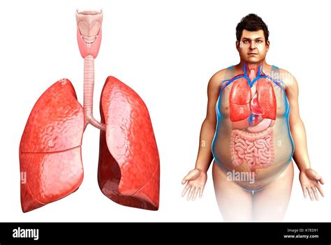 Illustration Of Male Lung Anatomy Stock Photo Alamy