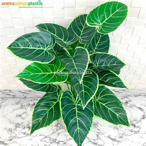 Jual Pohon Daun Alocasia X18 Latex Pot Tulip Kaki Plastik Standing T50