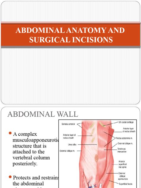 Abdominal Anatomy And Surgical Incisions Pdf Abdomen Aorta