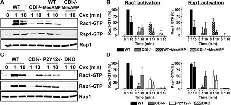 Rap Rac Circuits Potentiate Platelet Activation Arteriosclerosis