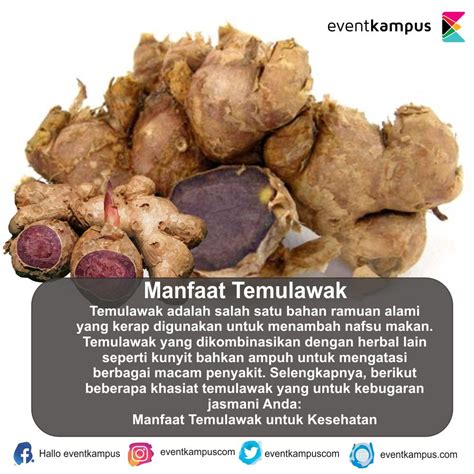 Gambar Temulawak Dan Manfaatnya Mosi