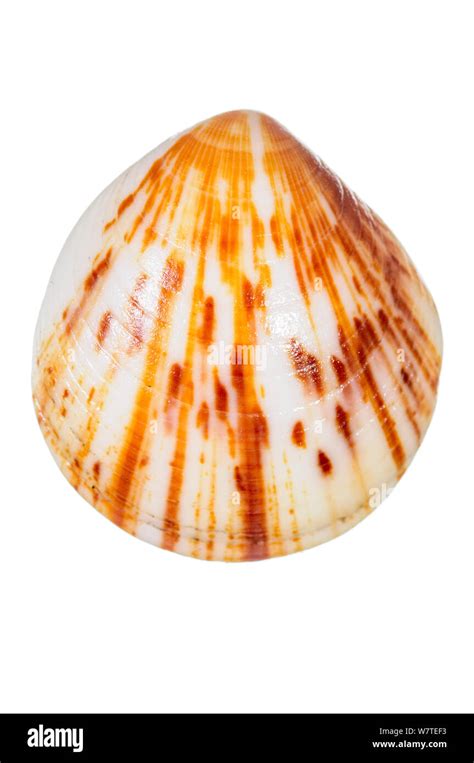 Bittersweet Clam Hi Res Stock Photography And Images Alamy