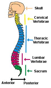 Multiple Sclerosis Research: Silent Spinal lesions may evetually take ...