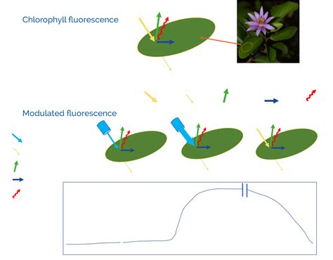 Chlorophyll Fluorescence Aquation