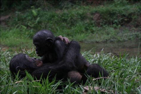 Bonobos And Chimpanzees 4 Differences