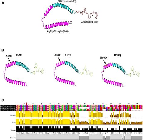 Frontiers Janus Faced Synuclein Role In Parkinsons Disease