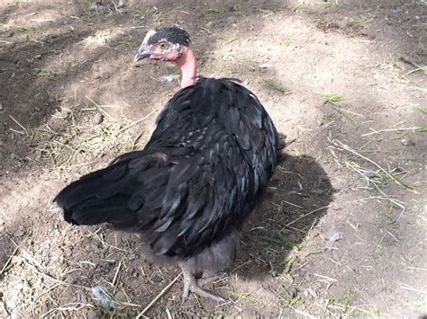 Naked Necks Standard Heritage Large Fowl Page BackYard Chickens