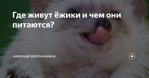 Где живут ёжики и чем они питаются? | Александр Веретеннников | Дзен