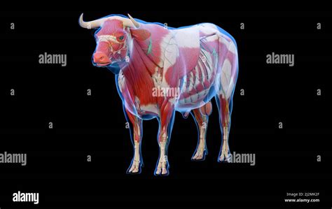 Cattle anatomy, illustration Stock Photo - Alamy