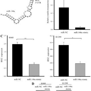 IRS Is A Direct Target Gene Of MiR 146a A The Schematic Diagram Of