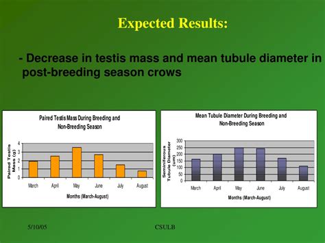 Ppt Understanding Testicular And Apoptotic Activity In Testicular Regression In Powerpoint