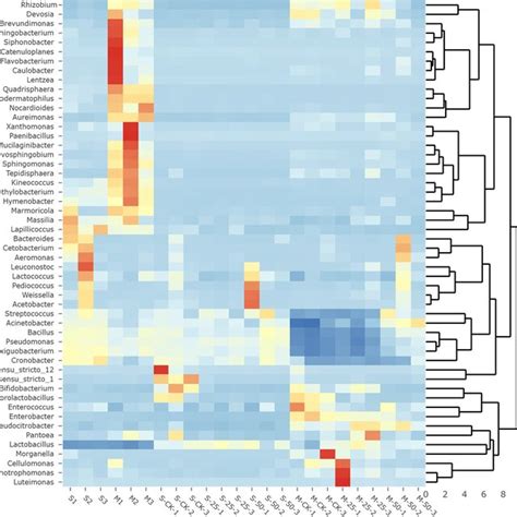 Heatmap Of Prominent Bacterial Genera 35 Most Abundant Genera For