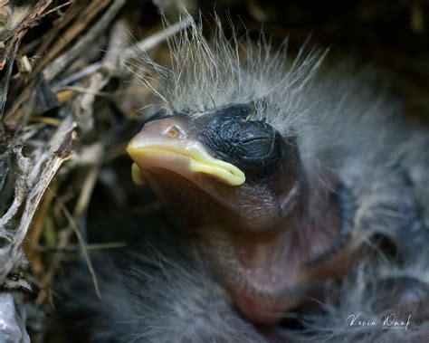 Babybirds 1sig Baby House Finch Kevin Wnuk Flickr