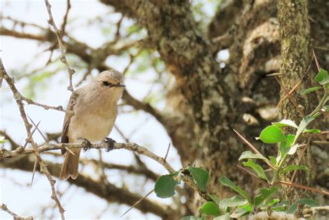 African Grey Flycatcher Project Noah