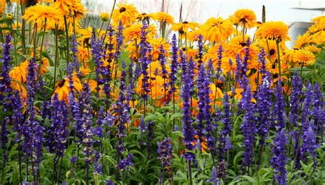 Tall And Full Sun Perennials Garden Guides