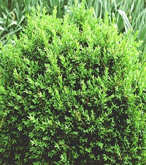 NORTH STAR® Boxwood - Buxus - Superb Winter Color - Proven Winners - 4