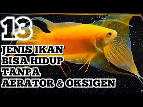 Jenis Ikan Hias Aquarium Yang Bisa Hidup Tanpa Filter Dan Aerator