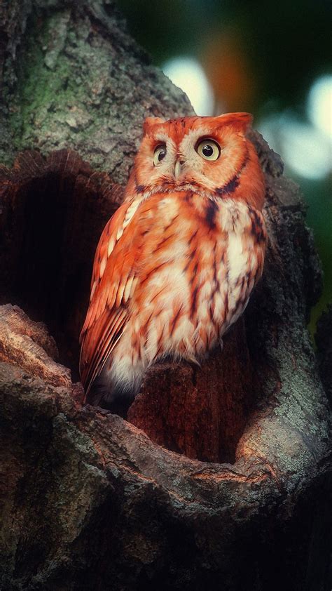 Buhos 4k Owl Species Owl Images Owl Photos