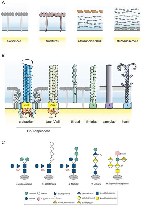 Archaea - Habitat, Structure, Characteristics, Importance, Examples ...