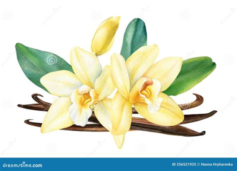 Vanilla Flowers Closeup Dried Beans And Leaves Orchid Isolated On